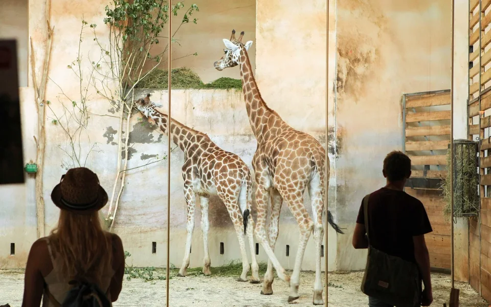 Visitors beside a giraffe skeleton in a museum gallery