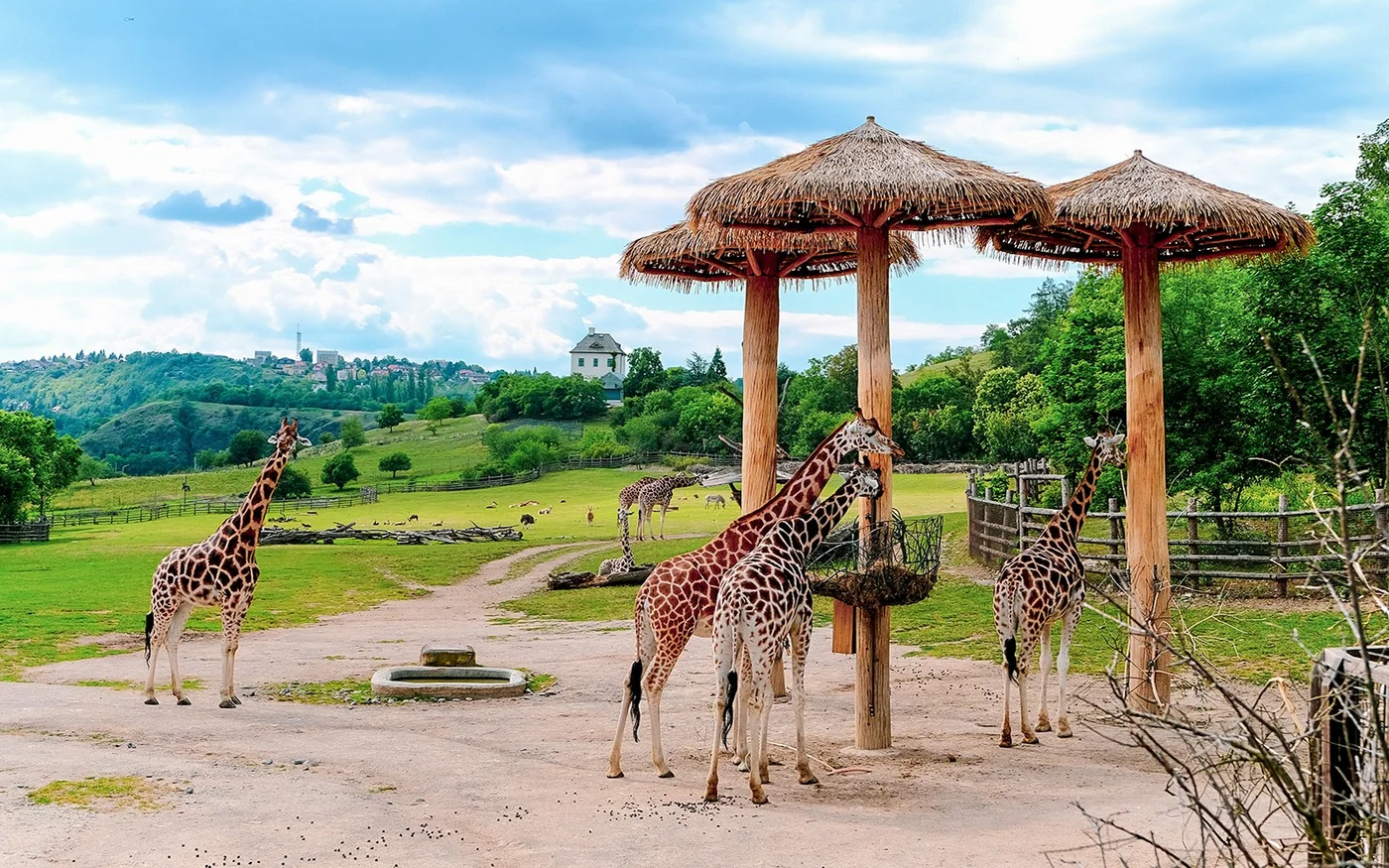 Giraffes beside a feeding shelter at Prague Zoo