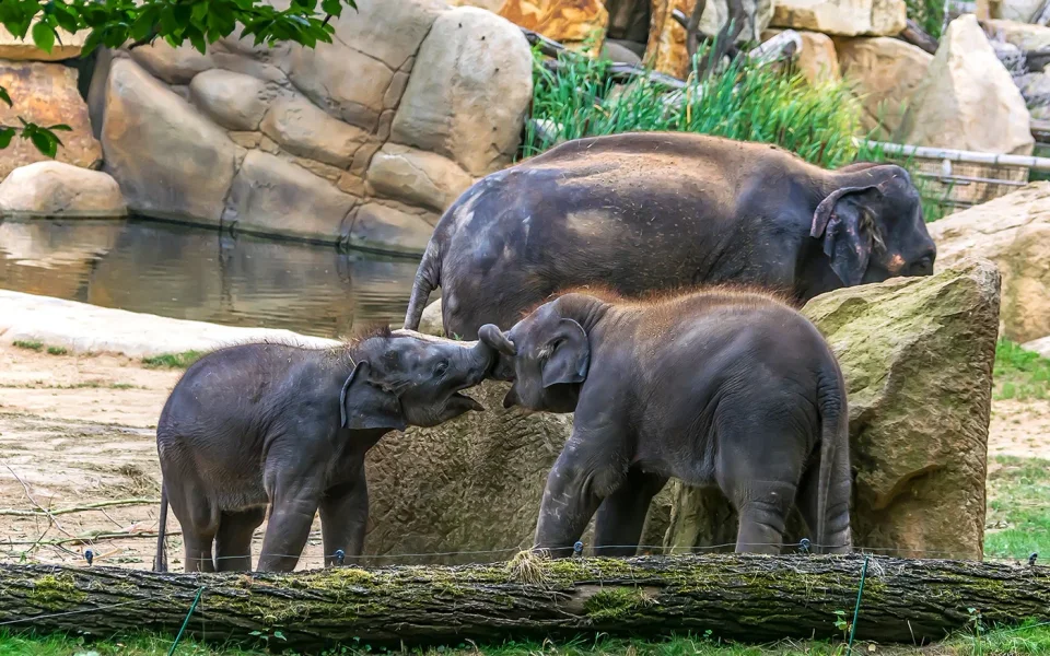 Elephants in an outdoor enclosure at Prague Zoo